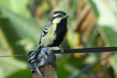 Machlolophus aplonotus