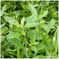 Alternanthera ficoidea