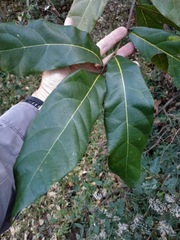 Cryptocarya hypospodia