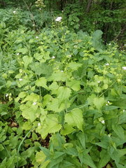 Alliaria petiolata