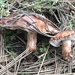 Tricholoma fracticum - Photo (c) Sierra Wolf, some rights reserved (CC BY-NC), uploaded by Sierra Wolf