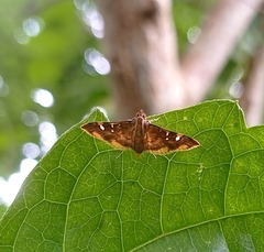 Prophantis