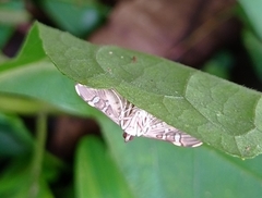 Prophantis