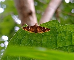 Prophantis