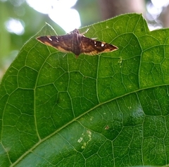 Prophantis