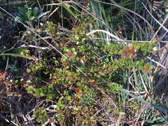 Vaccinium myrsinites image