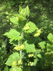 Scrophularia vernalis