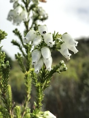 Erica physodes