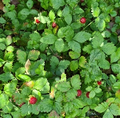 Potentilla indica
