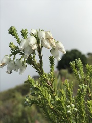 Erica physodes