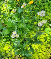 Erigeron philadelphicus