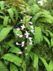 Stenoglottis fimbriata