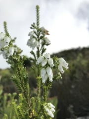 Erica physodes