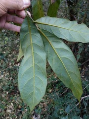 Cryptocarya hypospodia