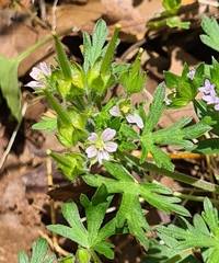 Geranium carolinianum