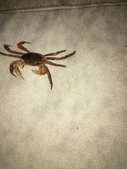 Geograpsus
