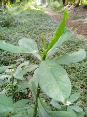 Euphorbia umbellata image