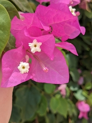 Bougainvillea spectabilis