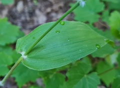 Dichanthelium latifolium