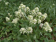Lepidium draba