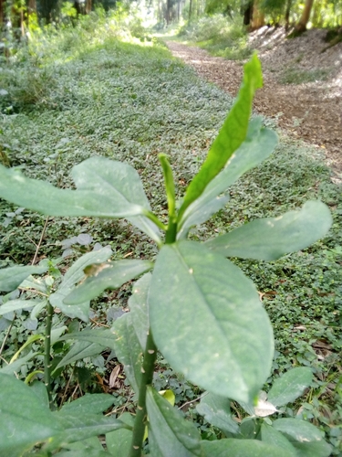 Euphorbia umbellata image