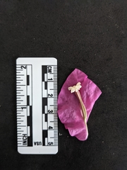 Bougainvillea spectabilis