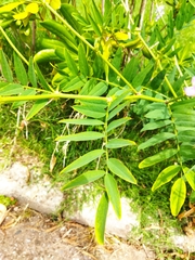 Galega
