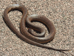 Pseudonaja nuchalis