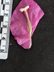 Bougainvillea spectabilis