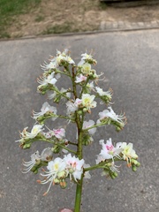 Aesculus hippocastanum