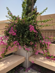 Bougainvillea spectabilis