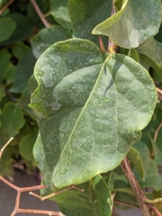 Bougainvillea spectabilis