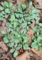 Antennaria plantaginifolia