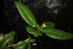 Berberis schaaliae