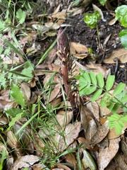 Orobanche hederae