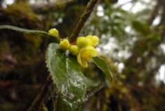 Berberis schaaliae