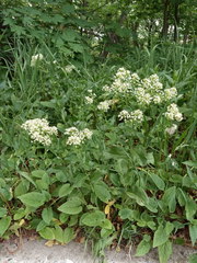Lepidium draba