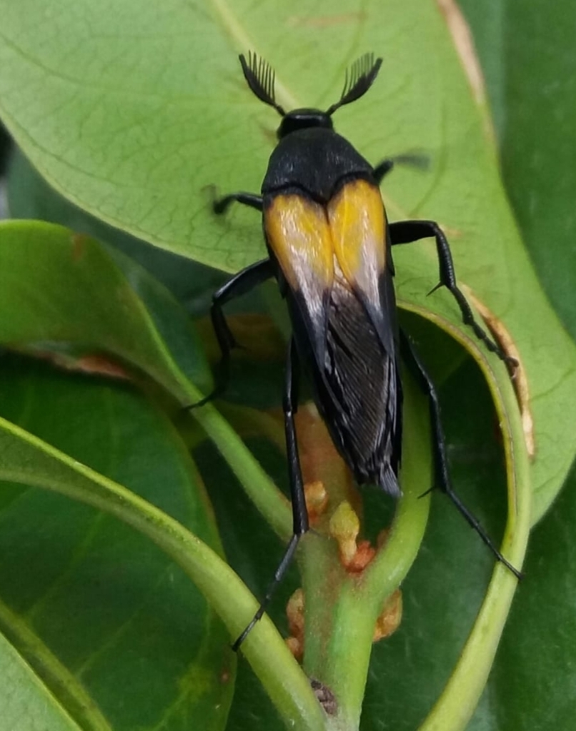 Macrosiagon armata