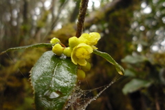 Berberis schaaliae