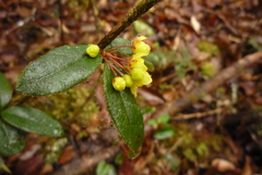 Berberis schaaliae