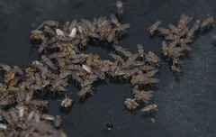 Ephydra glauca
