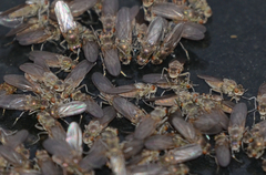 Ephydra glauca