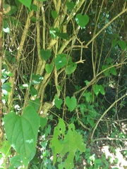 Philothamnus punctatus