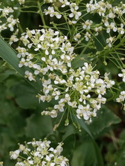 Lepidium draba