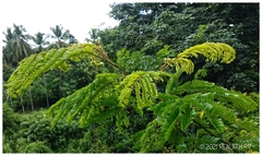 Albizia chinensis