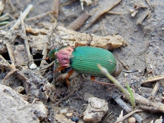 Chlaenius nigricornis
