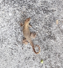 Leiocephalus carinatus