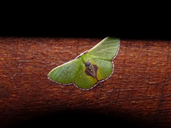 Synchlora astraeoides