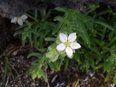 Spergularia azorica