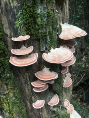 Rhodofomitopsis feei